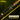 Bossna - Swinder Series